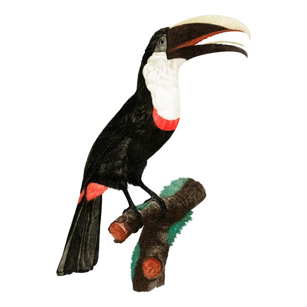 Ilustración del pájaro de la vendimia