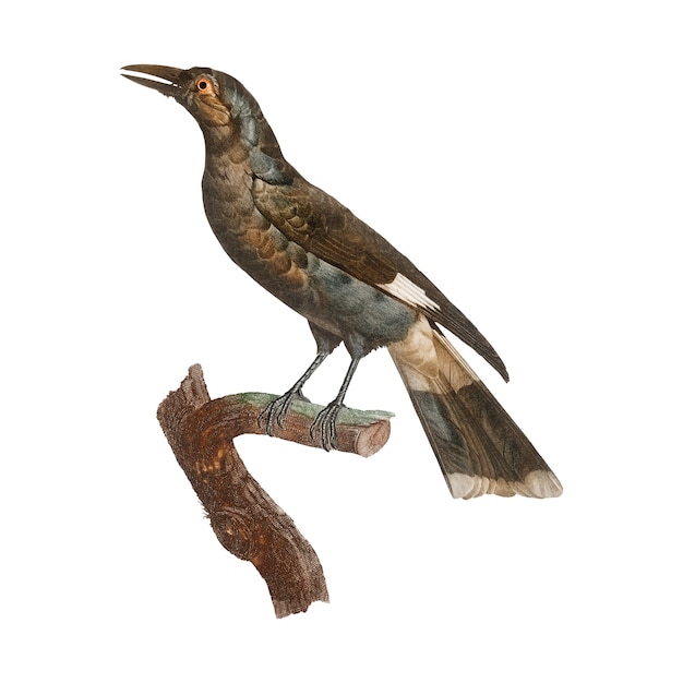 Ilustración del pájaro de la vendimia
