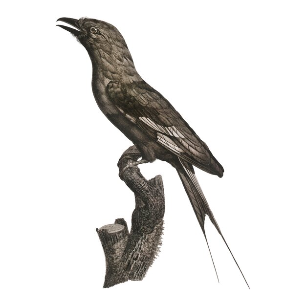 Ilustración del pájaro de la vendimia