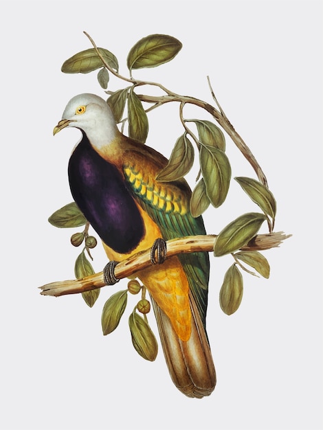 Ilustración de la paloma de la fruta magnífica