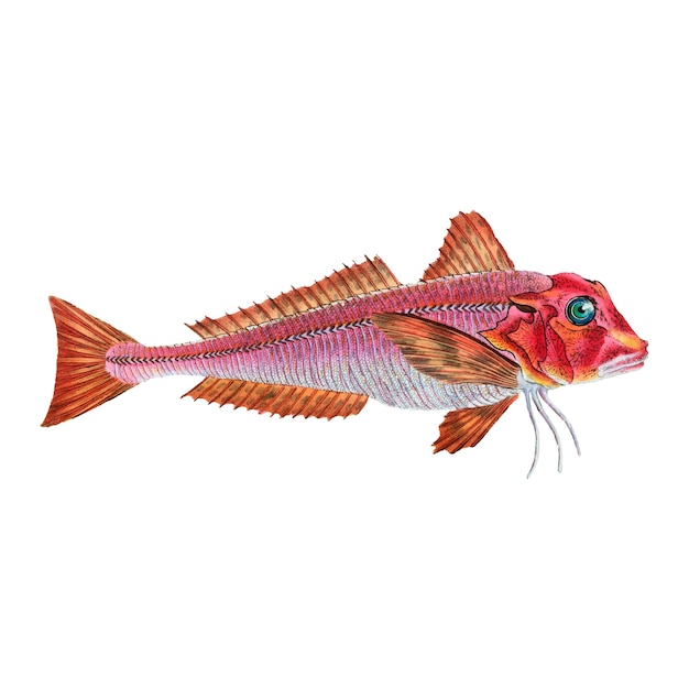 Ilustración de peces de época