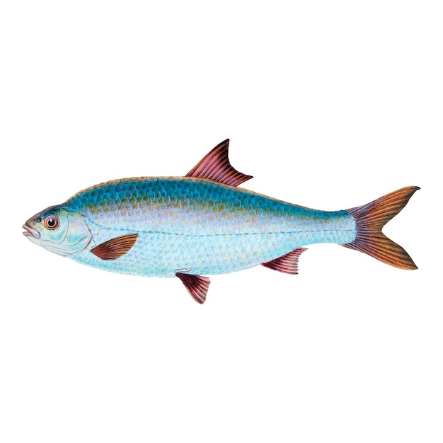Ilustración de peces de época