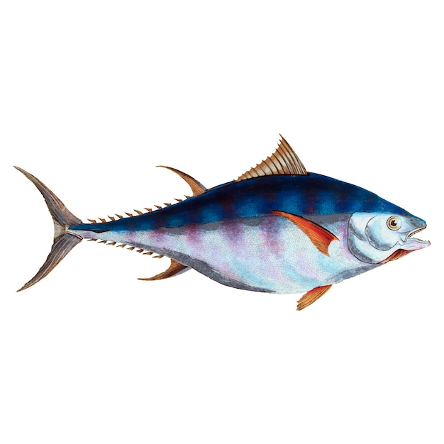 Ilustración de peces vintage