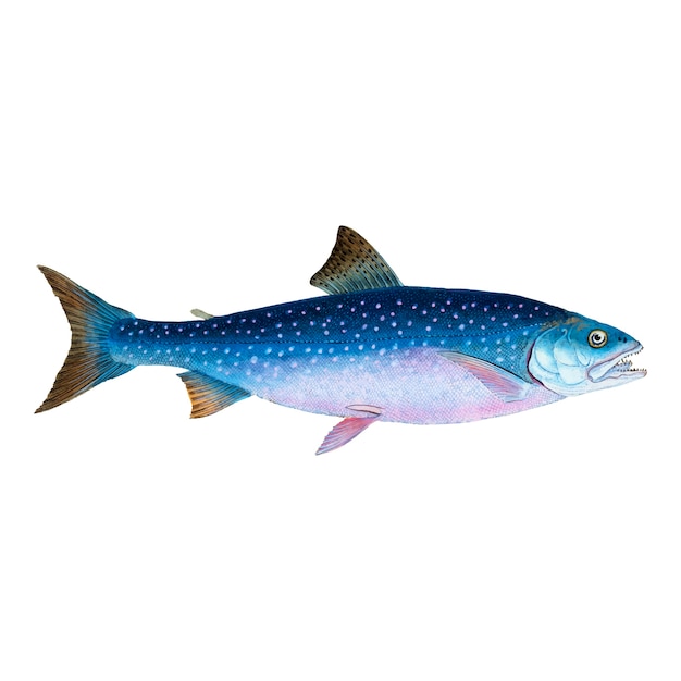 Ilustración de pescado de la vendimia