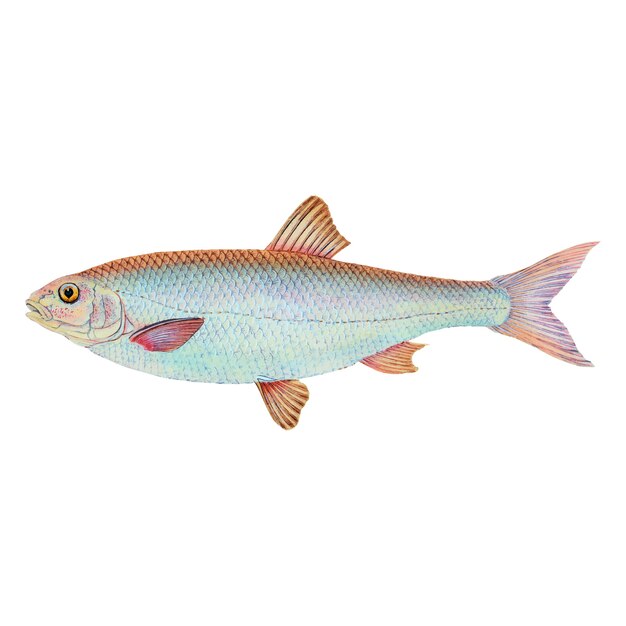 Ilustración de pescado de la vendimia