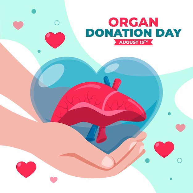 Ilustración plana del día mundial de la donación de órganos con manos sosteniendo hígado en el corazón