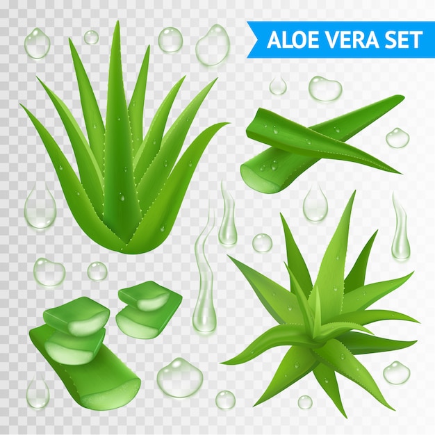 Vector gratuito ilustración de la planta de aloe vera