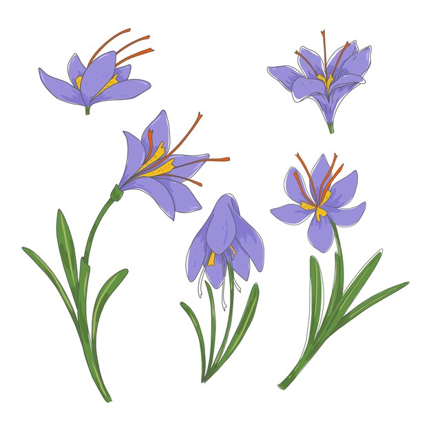 Ilustración de planta de azafrán dibujada a mano
