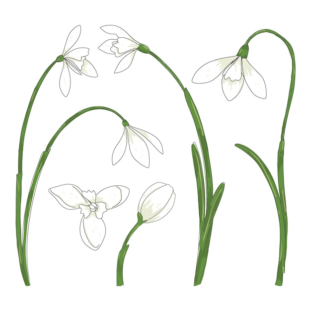 Ilustración de planta de campanilla blanca dibujada a mano