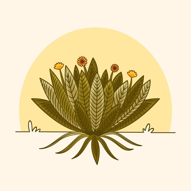 Ilustración de planta frailejon dibujada a mano