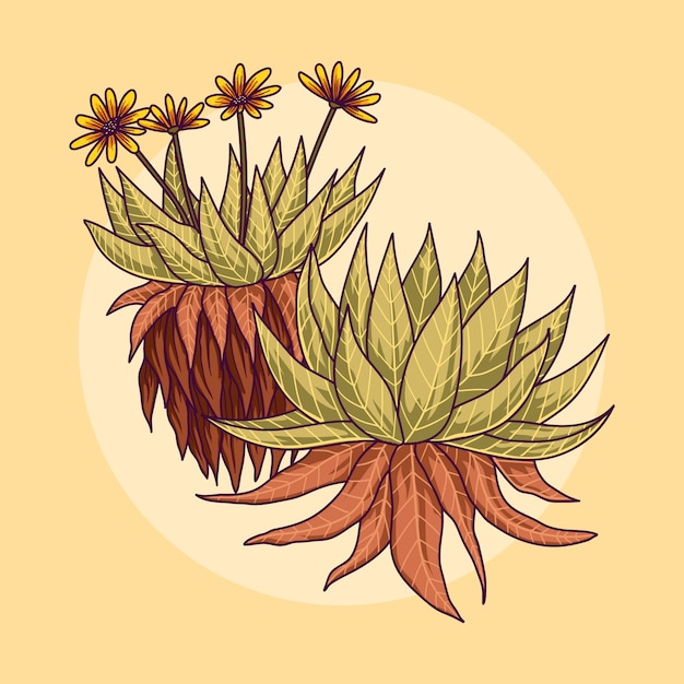 Vector gratuito ilustración de la planta de frailejón