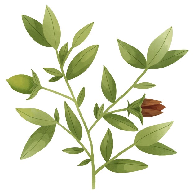 Ilustración de planta de jojoba acuarela