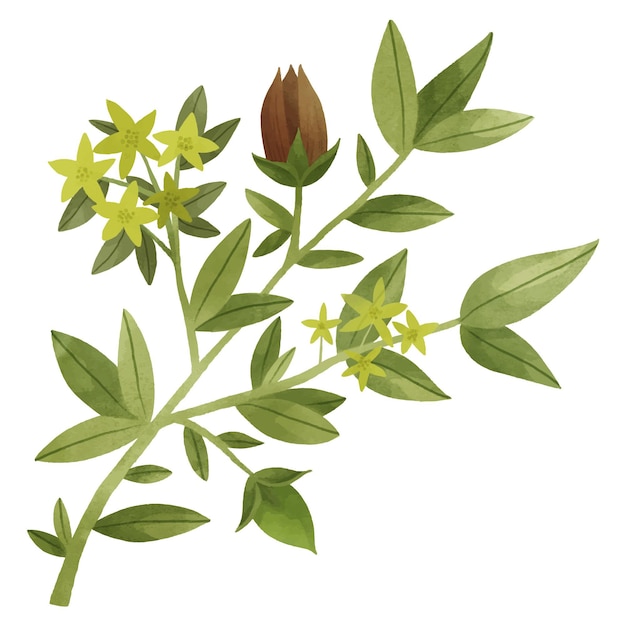 Ilustración de planta de jojoba acuarela