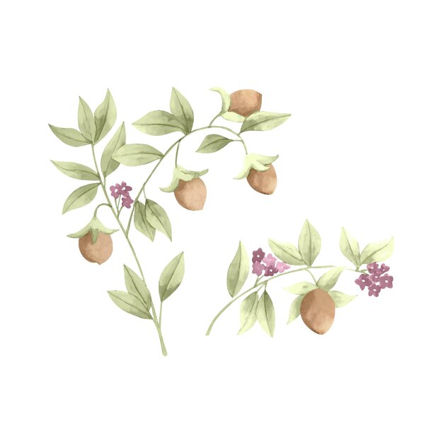 Ilustración de planta de jojoba acuarela