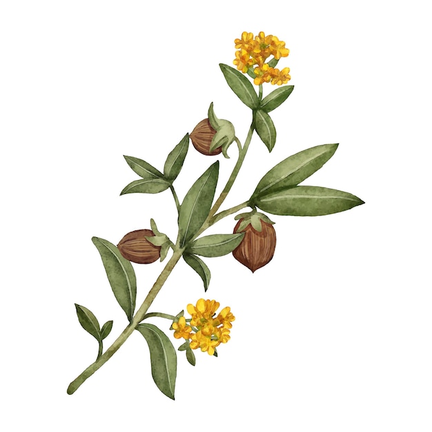 Ilustración de planta de jojoba acuarela