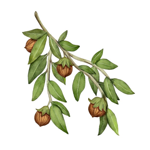 Ilustración de planta de jojoba acuarela