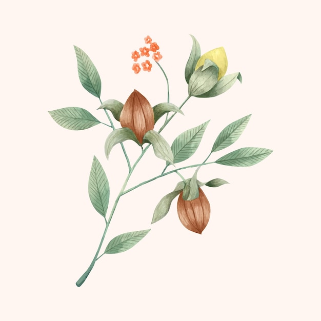 Vector gratuito ilustración de planta de jojoba acuarela