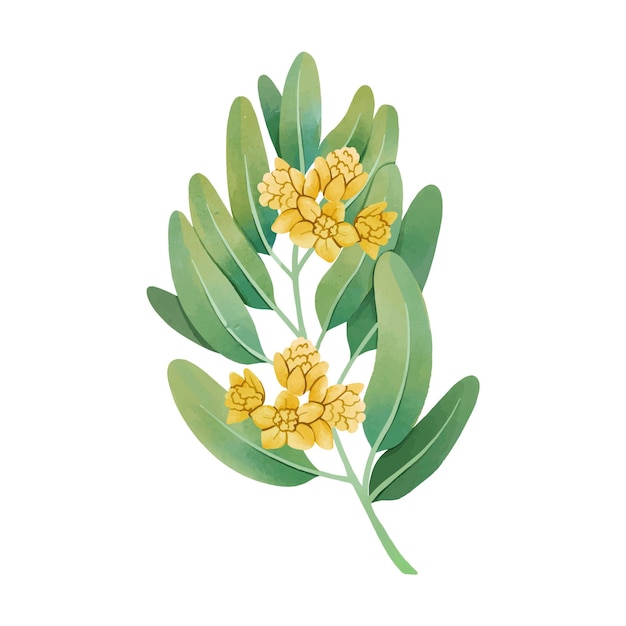 Vector gratuito ilustración de planta de jojoba acuarela