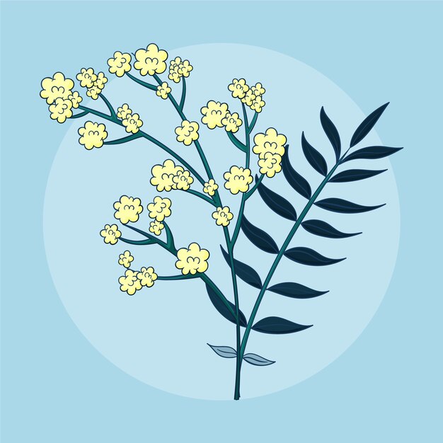 Ilustración de planta de mimosa dibujada a mano
