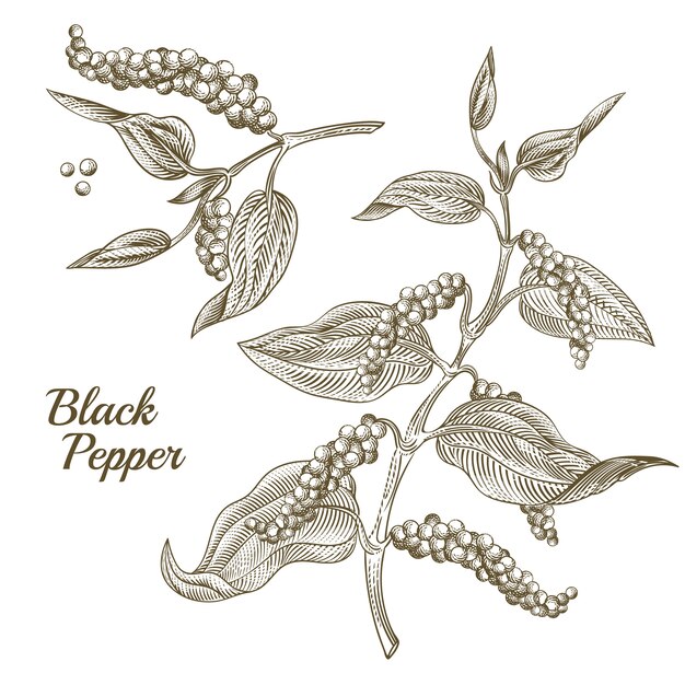 Ilustración de la planta de pimienta negra con hojas y granos de pimienta, aislado sobre fondo blanco.