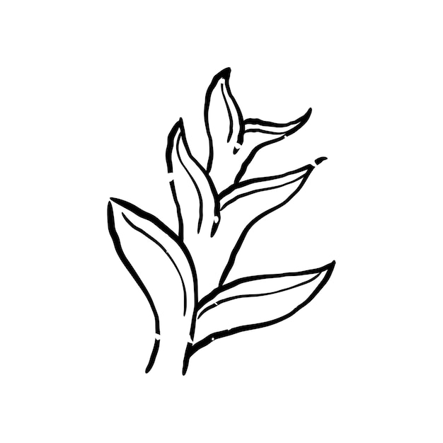 Ilustración de la planta