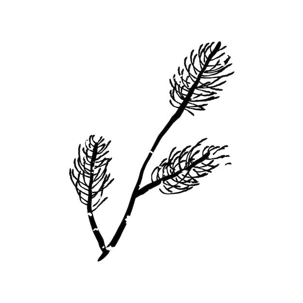 Ilustración de la planta