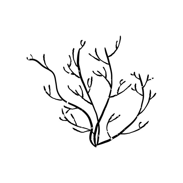 Ilustración de la planta