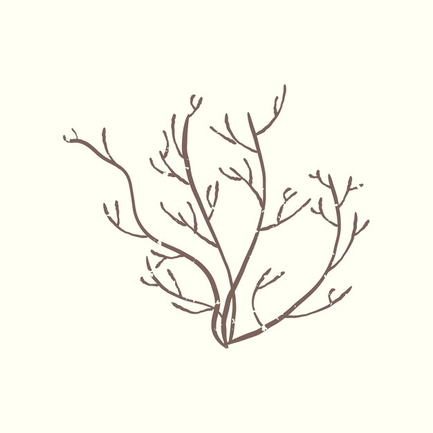 Ilustración de la planta