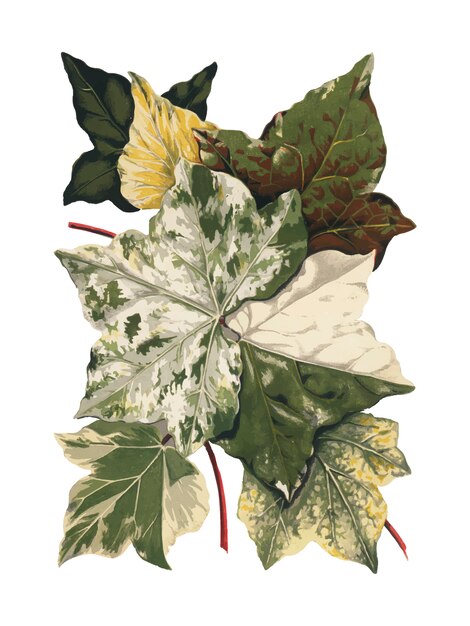 Ilustración de plantas y hojas vintage