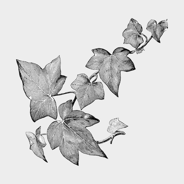 Ilustración de plantas y hojas vintage