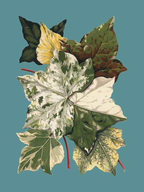 Ilustración de plantas y hojas vintage