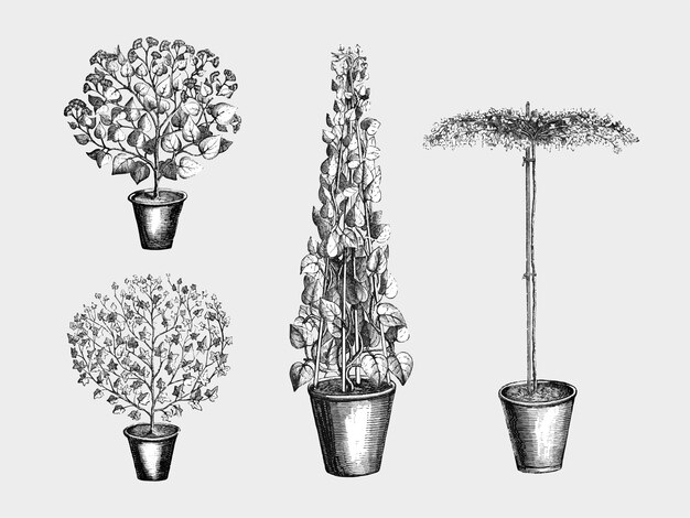 Ilustración de plantas y hojas vintage