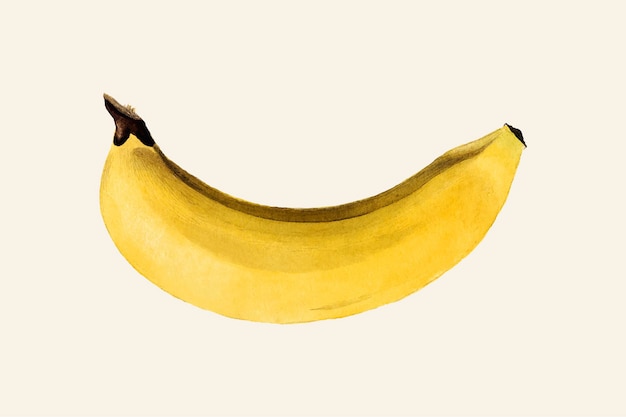Ilustración de plátano vintage. Ilustración mejorada digitalmente de la colección de acuarelas pomológicas del Departamento de Agricultura de EE. UU.