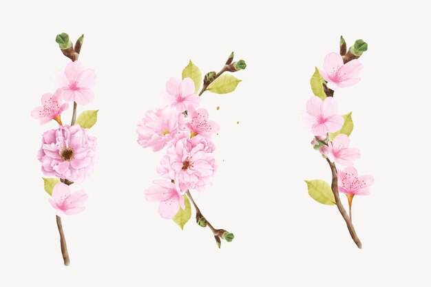 ilustración de rama de flor de cerezo acuarela