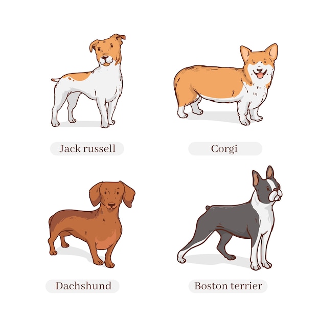 Ilustración de razas de perros dibujadas a mano