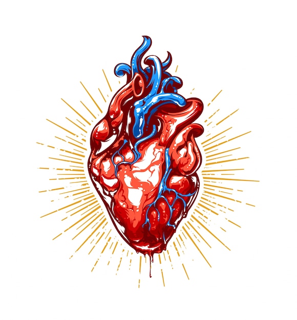 ilustración realista del corazón