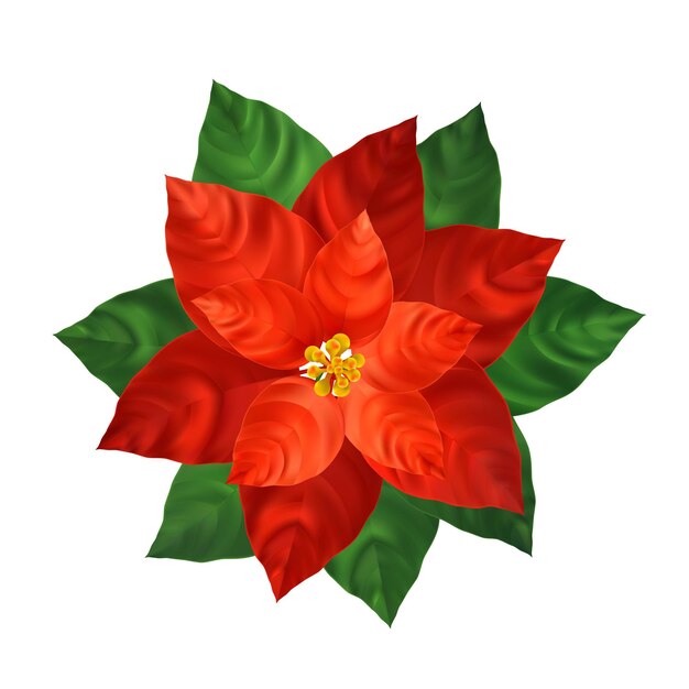 Ilustración realista de flor de nochebuena roja. Decoración navideña y planta ornamental. Poinsettia rojo con hojas verdes. Flor de navidad. Postal, elemento de diseño floral de cartel. Vector aislado