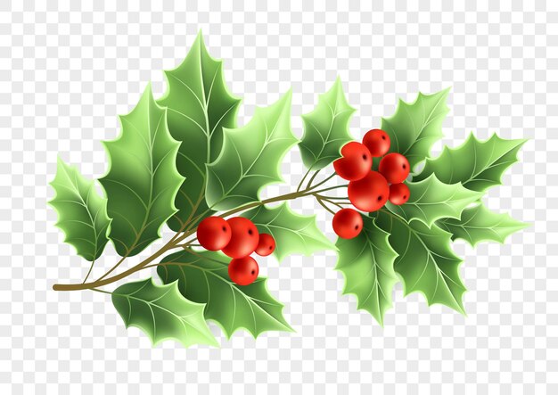 Ilustración realista de rama de árbol de acebo de Navidad. Ramita de color con hojas verdes y frutos rojos sobre fondo transparente. Planta decorativa de Navidad. Tarjeta de felicitación, elemento de diseño de banner. Vector aislado