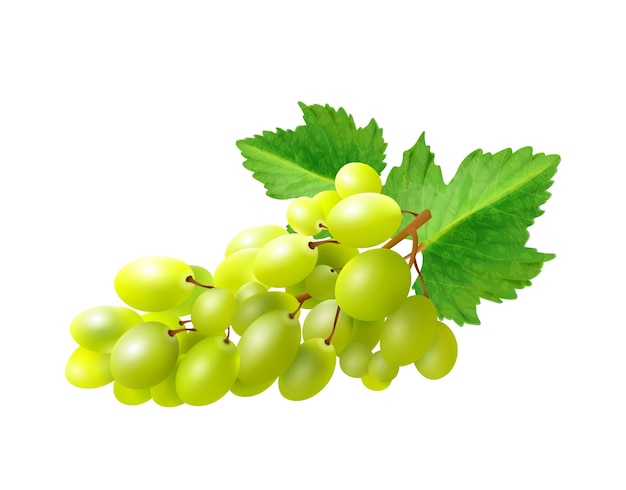 Vector gratuito ilustración realista de uvas