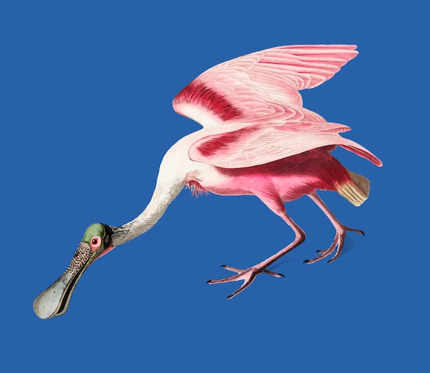 Vector gratuito ilustración roseate spoonbill