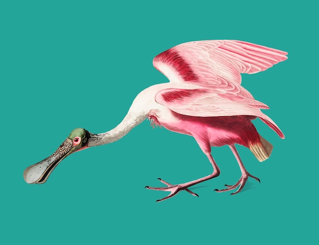 Vector gratuito ilustración roseate spoonbill