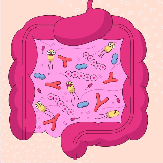Ilustración de salud intestinal dibujada a mano