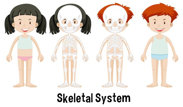Ilustración del sistema esquelético infantil