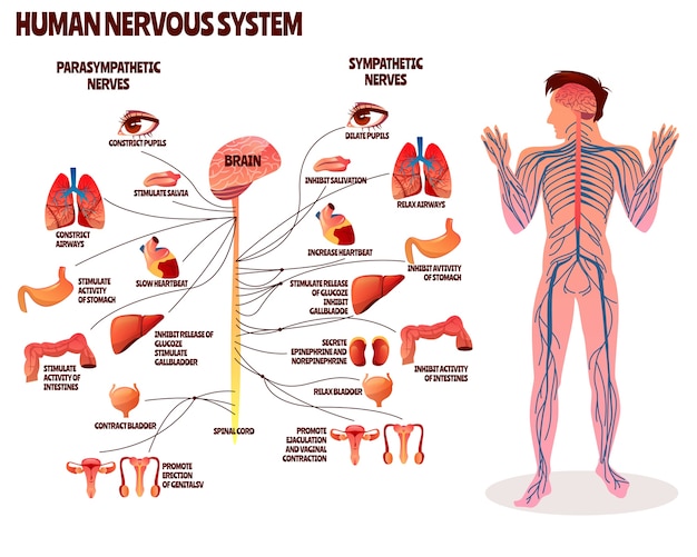 Ilustración del sistema nervioso humano. diseño de dibujos animados del cuerpo del hombre con cerebro parasimpático.