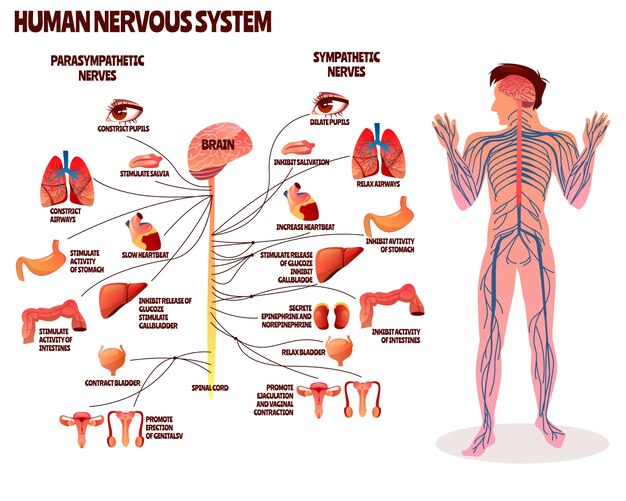 Ilustración del sistema nervioso humano. Diseño de dibujos animados del cuerpo del hombre con cerebro parasimpático.