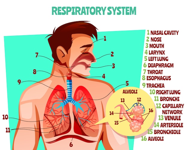 Ilustración del sistema respiratorio humano. Diseño médico de caricatura de cuerpo de hombre con pulmones.
