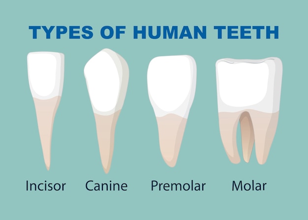 Ilustración de los tipos de dientes humanos