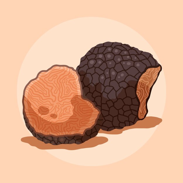 Ilustración de trufa dibujada a mano