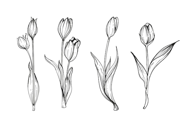 Ilustración de tulipán dibujado a mano
