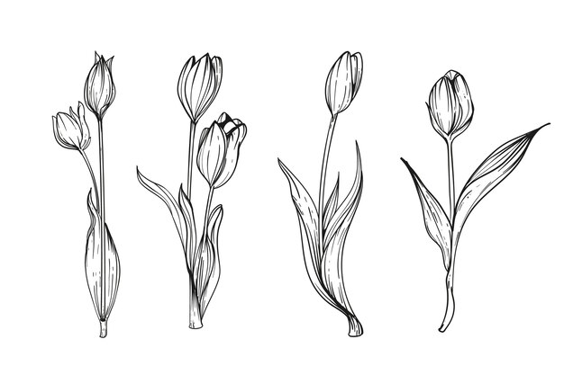 Ilustración de tulipán dibujado a mano